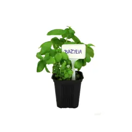 Set de etichete pentru plante (30 buc) - Alb