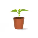 Set de ghivece pentru plantare cu tavă (20 buc) 6x6 cm